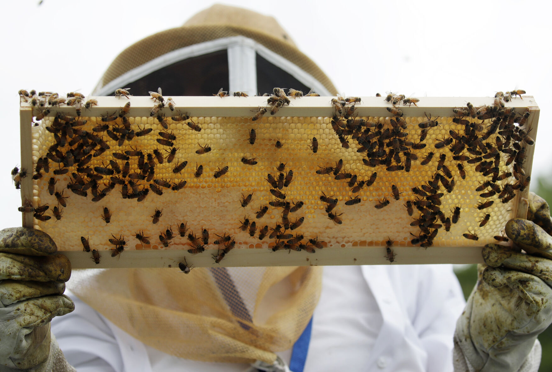 Bee health